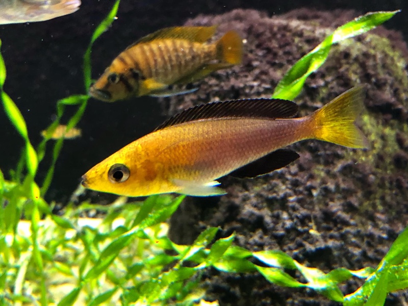 Cyprichromis sp. 'leptosoma jumbo' Kantalamba